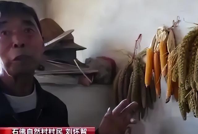 仅有1人种植！专家下乡偶然发现，山西老汉为哄孩子种了几十年