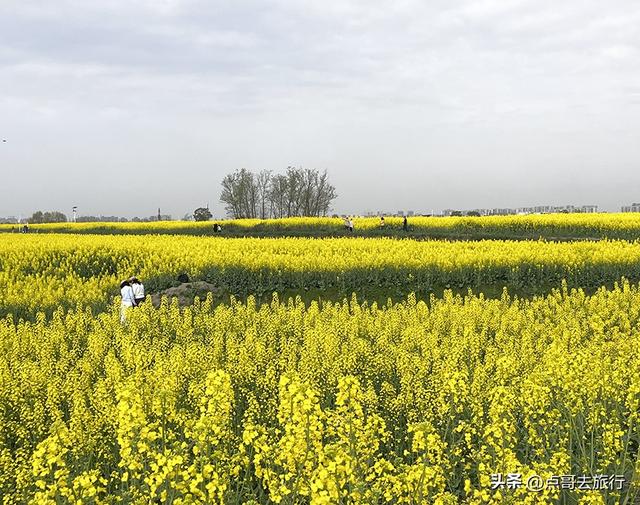 成都城区最大的油菜花田，2000亩铺天盖地般壮美，视觉非常震撼！