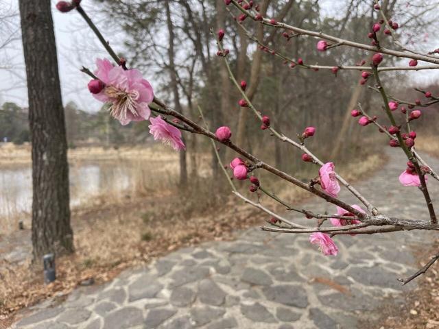 骑游六合平山赏早梅恋山山顶纵车飞