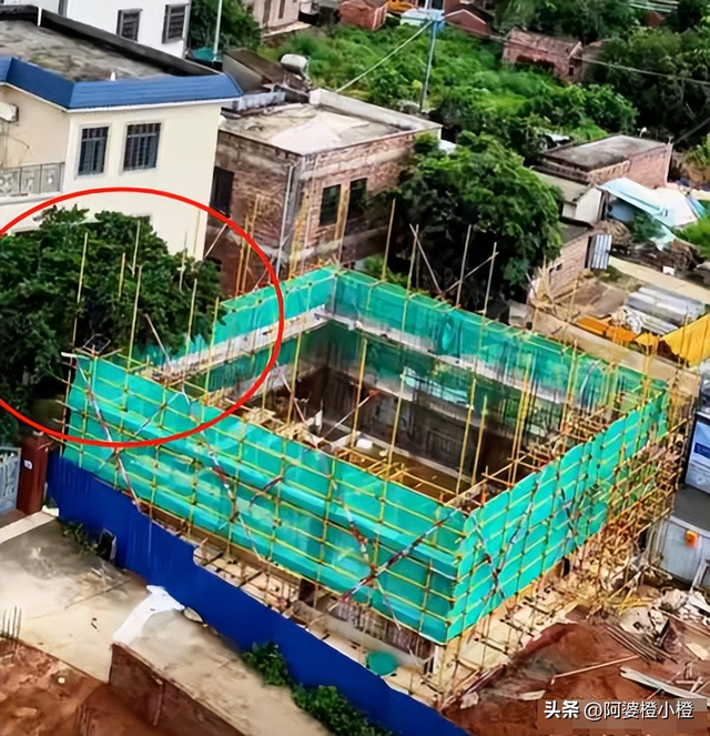 全红婵家建房最新情况：施工受阻，邻居仍不肯砍树，现场照片曝光