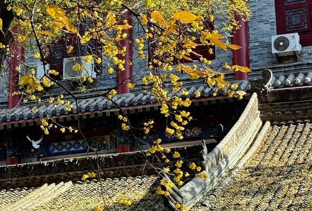 周末一日游 | 西安冬日8个免费赏腊梅好去处