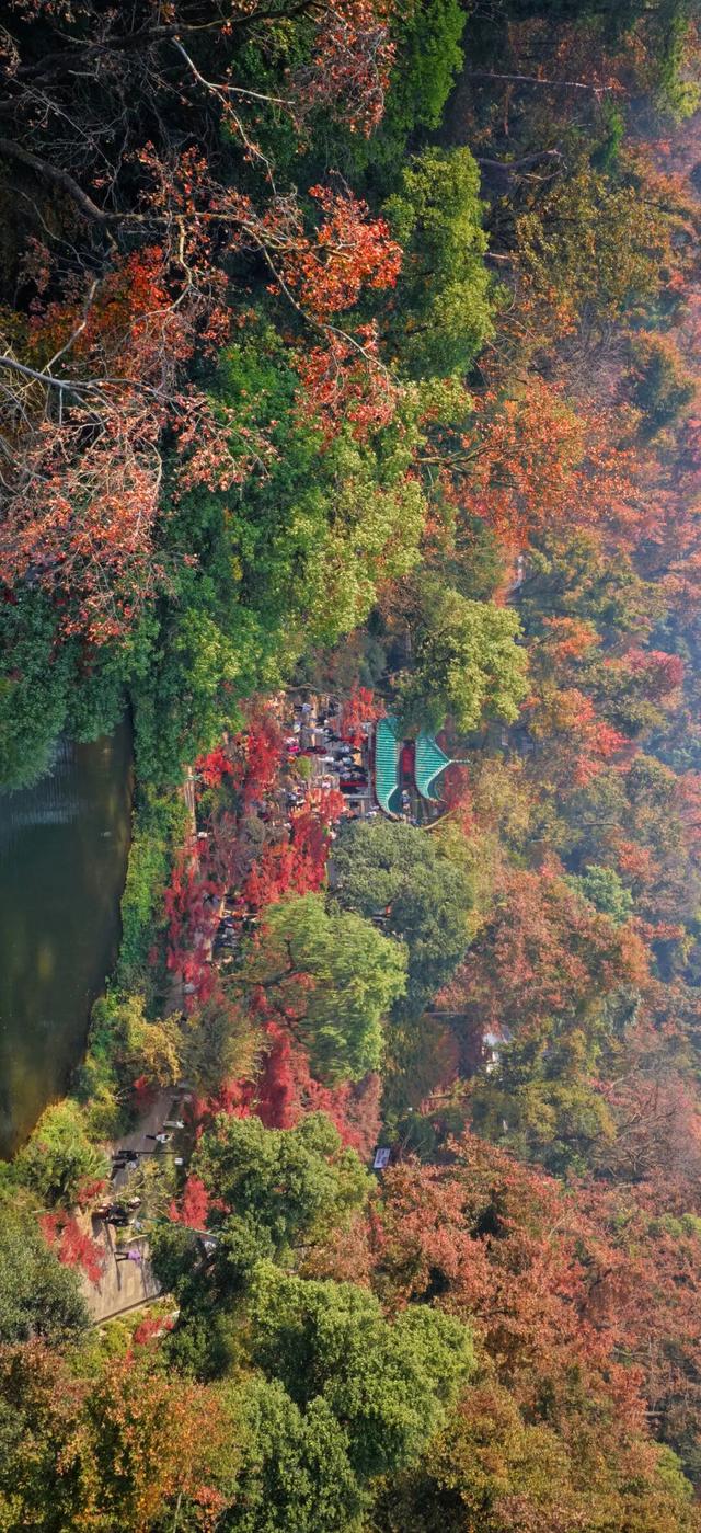 南方冬意，藏在这一亭红枫里