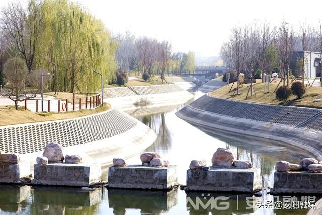 这几年，白鹭爱上了安阳