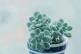 多肉腐烂后花土还能用？如何安全重用与处理指南！图片