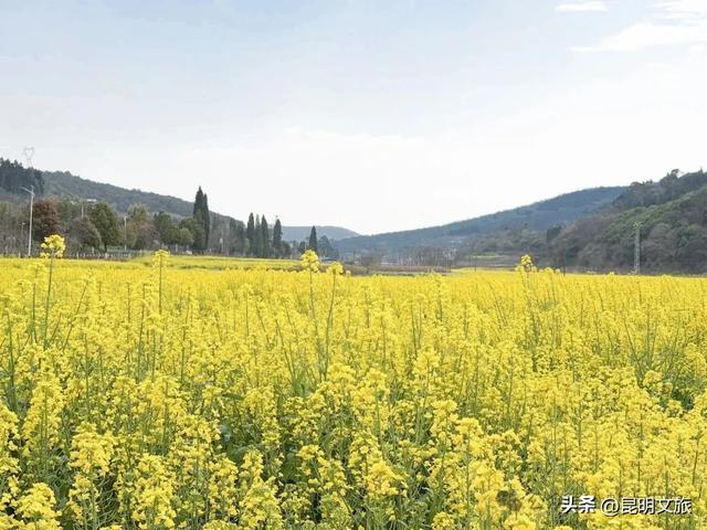 “薅羊毛”倒计时!妇女节昆明景区优惠大盘点,带上姐妹出发吧~