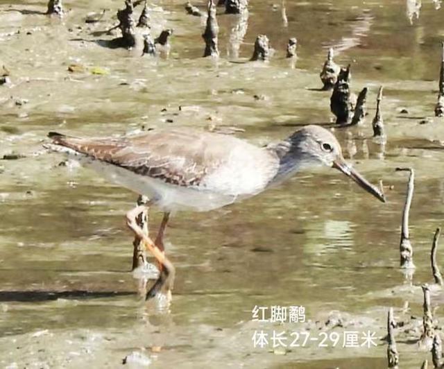 快乐的25/26深圳湾候鸟季