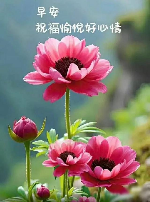 早上好早安祝福美图/静观天边云卷云舒，笑看庭前花开花落