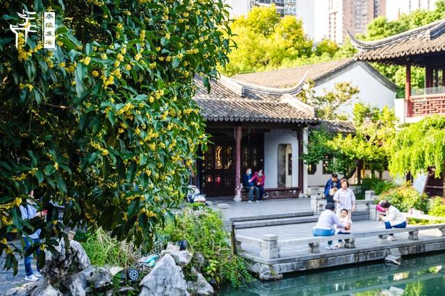 花样秦淮｜秋桂