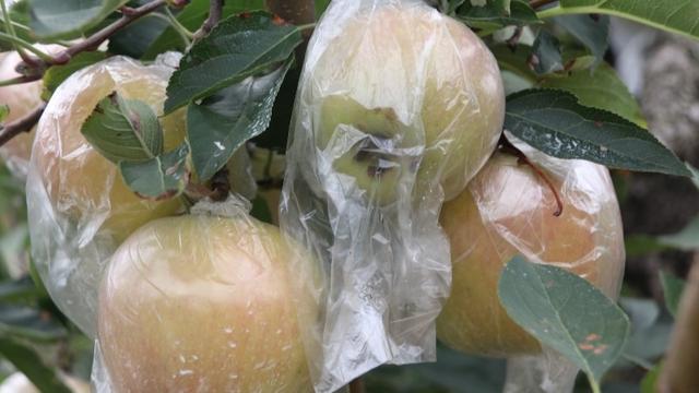打卡新坐标 玩转肥城市安驾庄