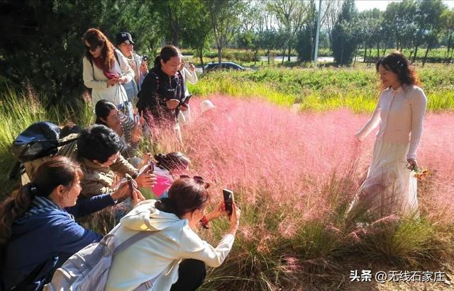 石家庄多地现“梦幻粉色花海”，快来打卡！