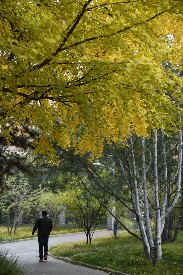 人在画中游!丰台花园秋色满园,错过再等一年,快来打卡~