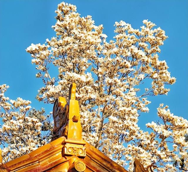 北京秋韵看地坛，网红打卡外有深意，老园子里的时光密码