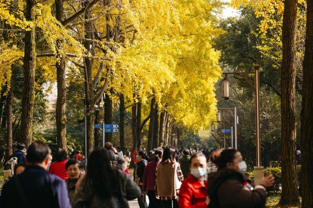 快去打卡！人民公园银杏与彩叶进入最佳观赏期