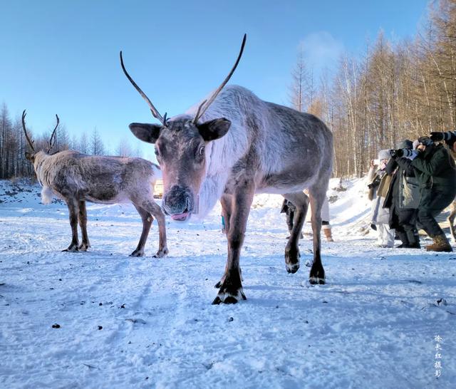 冬寻双极·打卡冷极根河&北极漠河、漫步大兴安岭、探访使鹿部落
