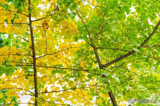 初冬,来晋宁邂逅一场金色的童话