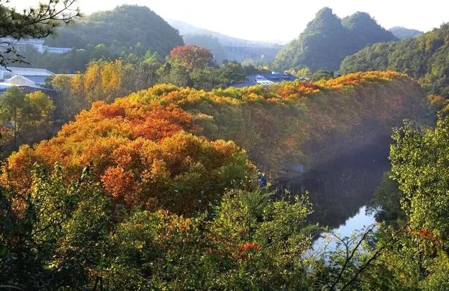 银杏拍照指南！10个出片宝藏地+3个手工教程，手把手教你出片！