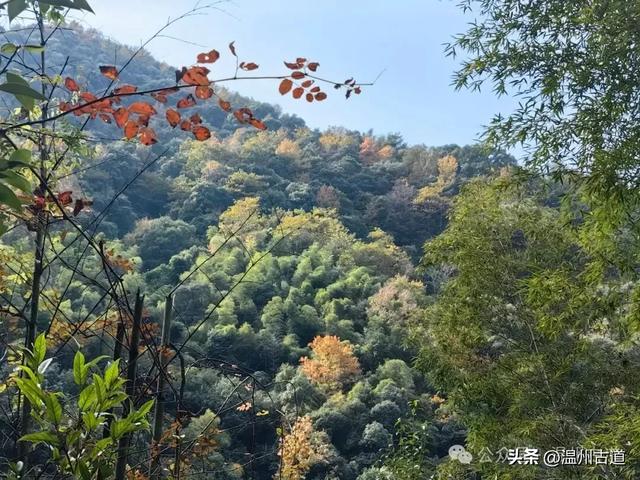 温州这两条知名红枫古道已经红啦!周末是最佳观赏期,不要错过!