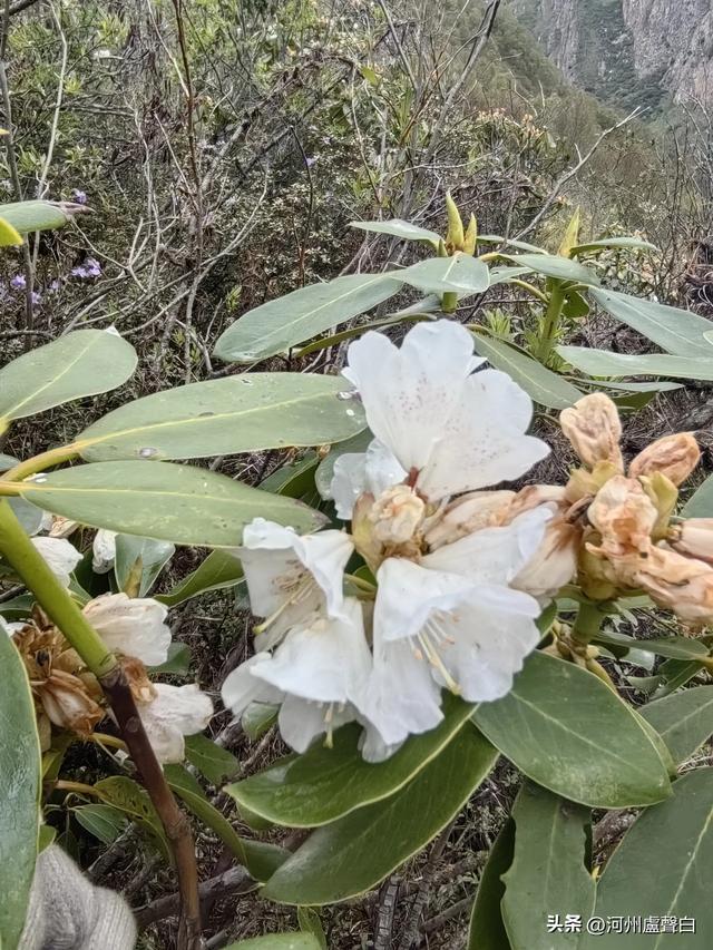 渭源双石门*石门雪山的杜鹃花