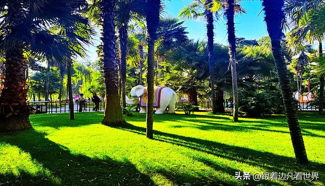 昆明蓝配翠湖银杏黄——藏着昆明最温柔的冬天