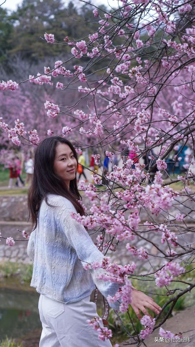 每日一景|寒意未消春意先至 南京中山植物园早樱绽放迎游人