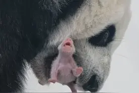 不愧是双野二代！小乌拉玩闹时，没留神，抓伤俄罗斯饲养员！图片
