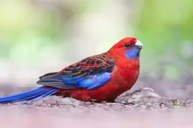 羽毛火红的小鸟，像火焰一样温暖冬天。图片