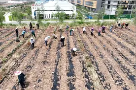 川苎16号“扎根” 基地，达州高新区新育苎麻苗开始移栽图片