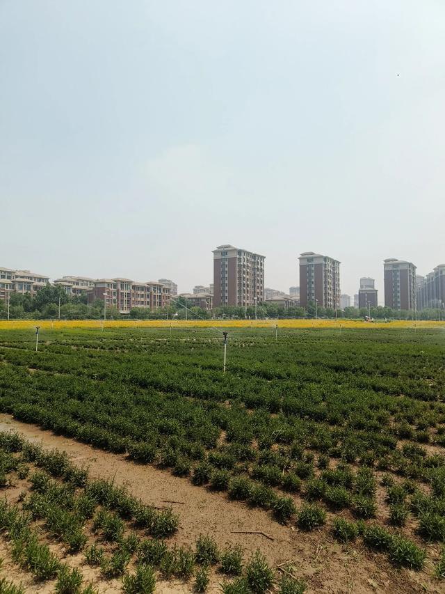 天津又一新建的公园~《山水花苑》