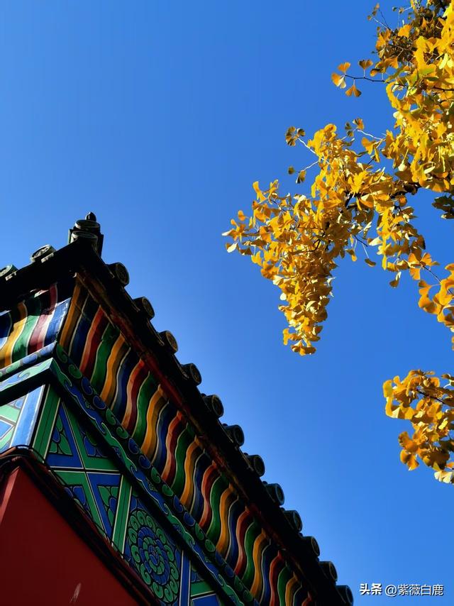 这个秋天，我在地坛