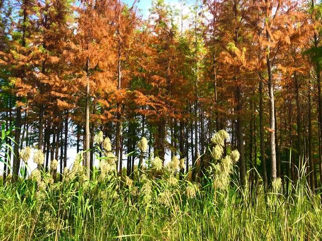 秋色斑斓美如画