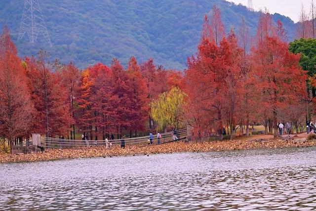 当水杉红遇上元旦红，这个假期来湘湖点亮新年希望~
