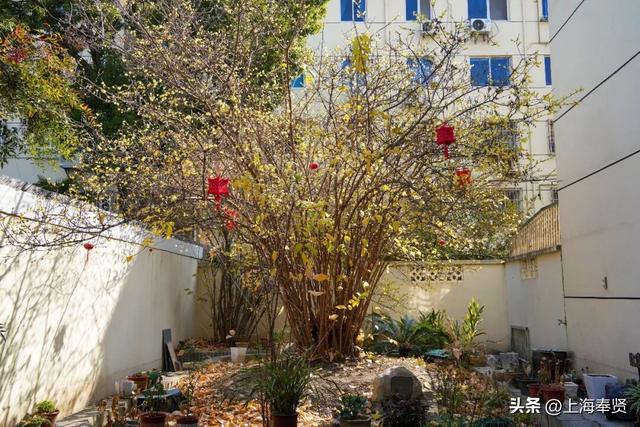 奉贤170岁古蜡梅迎盛花期，速来打卡！