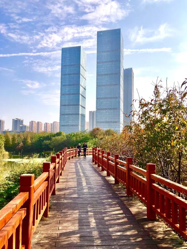 美篇:枫 叶 红 了