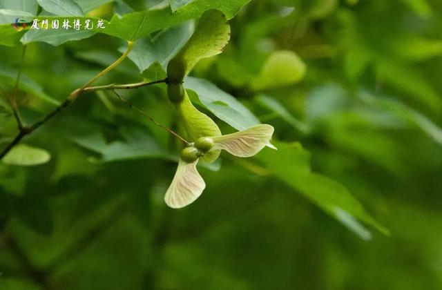 水帘飞泻、喷泉奏乐!厦门清凉“水上秘境”,周末走起→