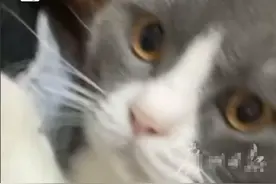 感动全网！临死前猫咪等主人回来，最后看一眼主人才肯离去......图片