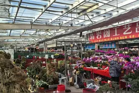 不用换水！这5种鱼懒人闭眼养，3个月不喂照样活！图片