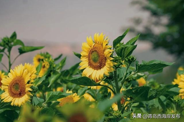 送票！西海岸这片梦幻花海开了！