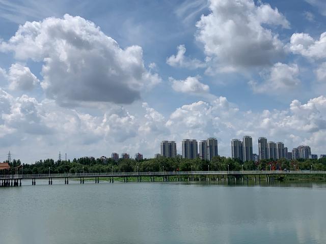 荷花、野鸭子、夏景