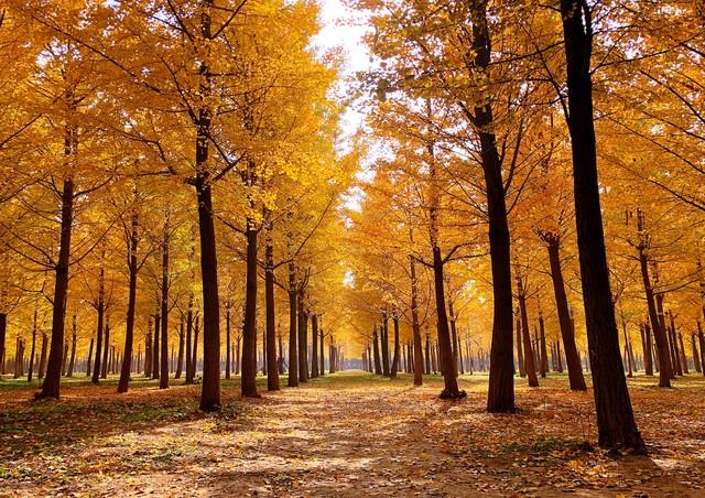 洛阳的秋天在这里封神！3条禅意路线，最后一条让摄影师舍不得走