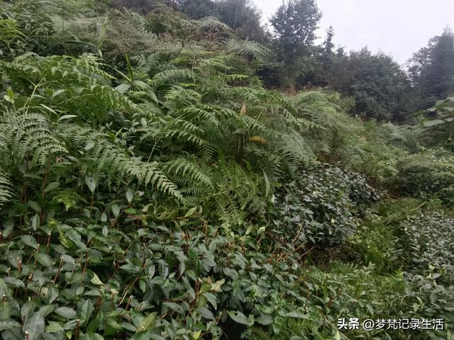 和老人相处是一个修炼的过程，阴天湿漉漉的我还是把茶树修剪完了