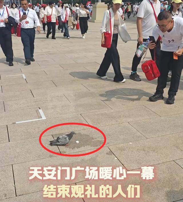 河南网友称捡到阅兵鸽，放飞后迟迟不走，主人回应：缘分，送你吧