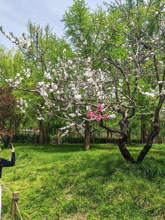 满园春色关不住 独领风骚樱花秀