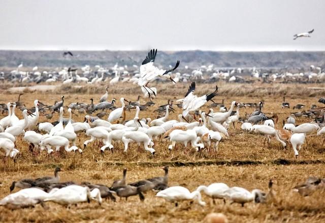 候鸟为信，赴一场鄱阳湖的秋日之约：吴城观鸟漫步指南