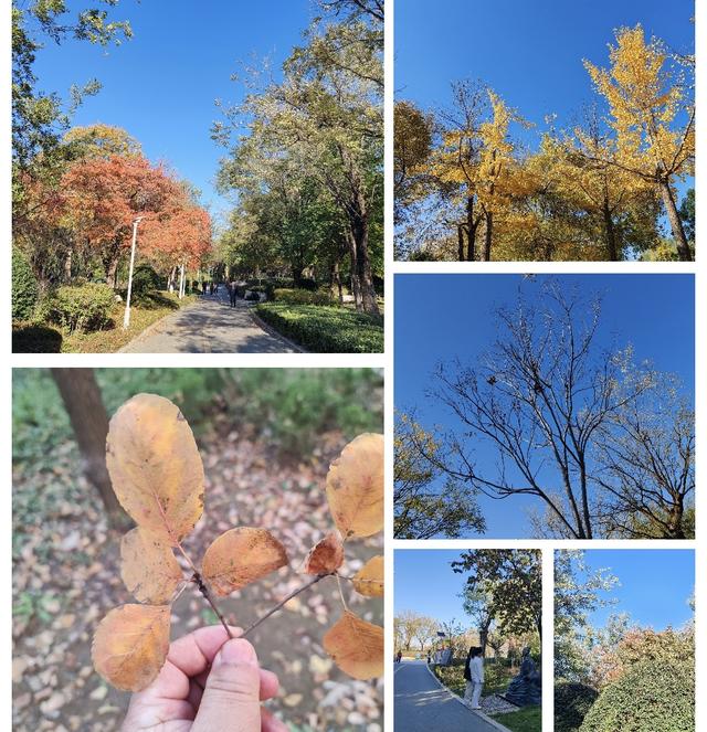 济南唐冶的深秋:碧空如玉、松柏叠翠、红枫似火、银杏镶金