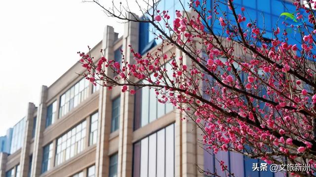 新洲梅花抢先打卡！抓住冬日第一抹绽放的色彩