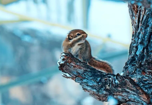 【雪景预告】看雪不必出远门！雅安的冬天超超超美！