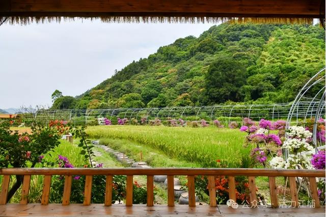 秋日必去！从化江埔5大稻田打卡攻略，邂逅金色浪漫