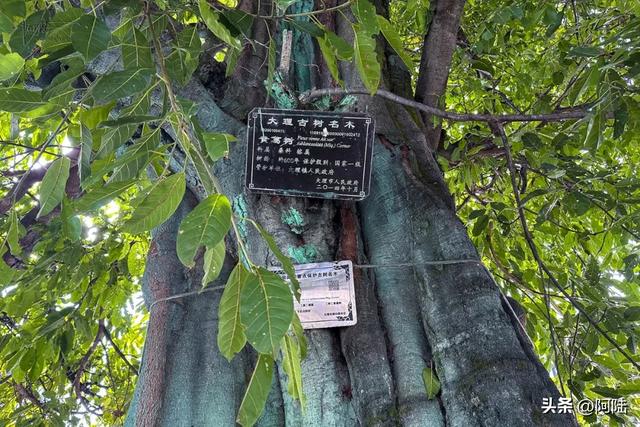 大理有棵黄葛树已经600多岁,曾被砍去一半,如今却枝繁叶茂