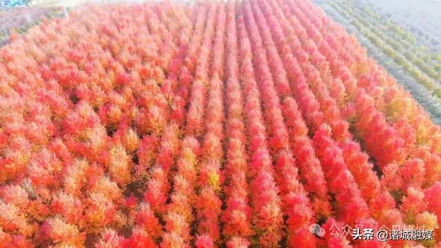 诸城秋浓，如诗如画！