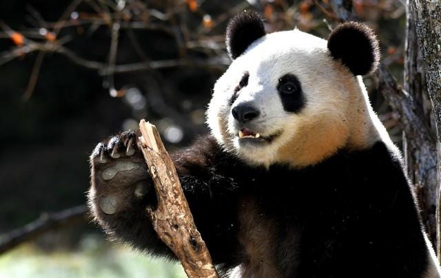 东边邻国马上看不到，国人真有福！几个能看熊猫的景点赶紧去打卡